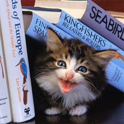 25Fb0F148Fcac759277Fa7679C4C41C4