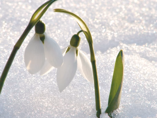 Podsnezhnik Sneg Zima 89020 1920X1080