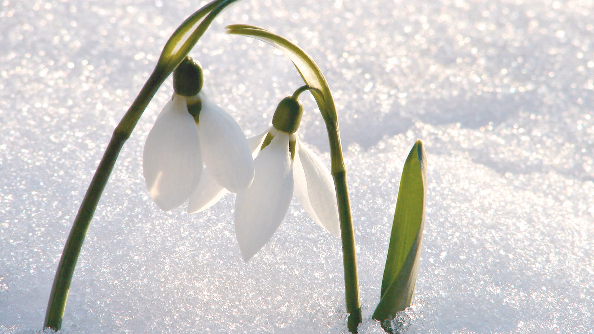 Podsnezhnik Sneg Zima 89020 1920X1080