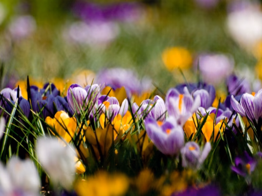 Krokusy Cvety Pervocvety Vesna 23870 1920X1080