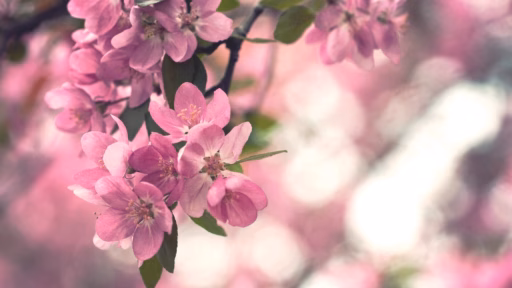 Cvety Derevo Kust Vesna Cvetenie 18279 1920X1080