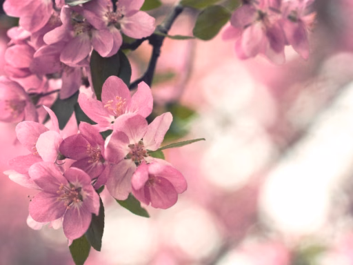 Cvety Derevo Kust Vesna Cvetenie 18279 1920X1080