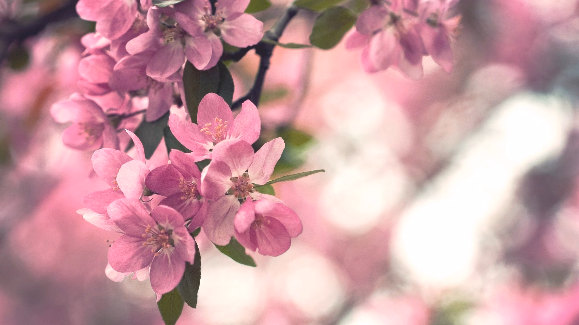 Cvety Derevo Kust Vesna Cvetenie 18279 1920X1080