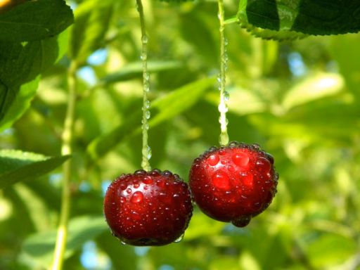 Derevo Vishnia Iagody