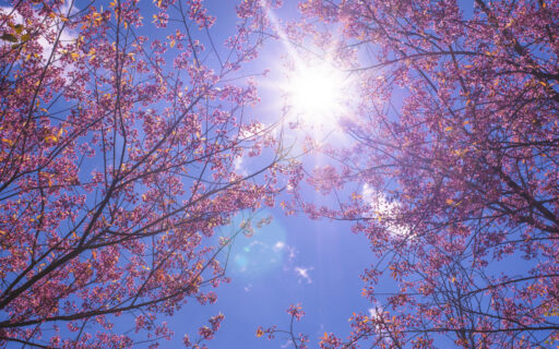 Vesna Vetki Nebo Sakura Sakura Blossom Pink Cherry Bloom T 6