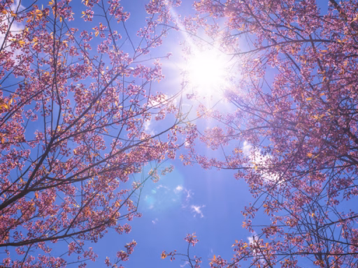 Vesna Vetki Nebo Sakura Sakura Blossom Pink Cherry Bloom T 6