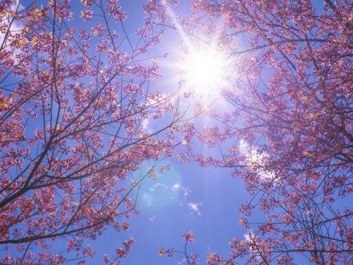 Vesna Vetki Nebo Sakura Sakura Blossom Pink Cherry Bloom T 6