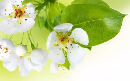 Spring Flowers Apple Tree 3866