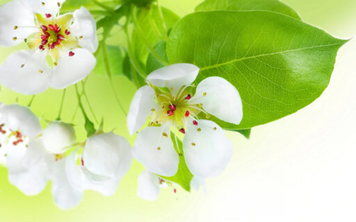 Spring Flowers Apple Tree 3866