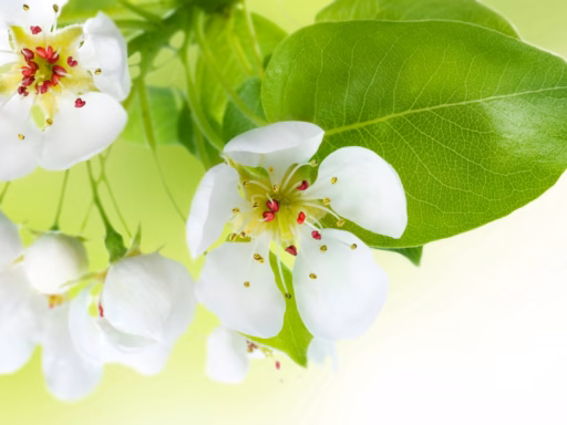 Spring Flowers Apple Tree 3866