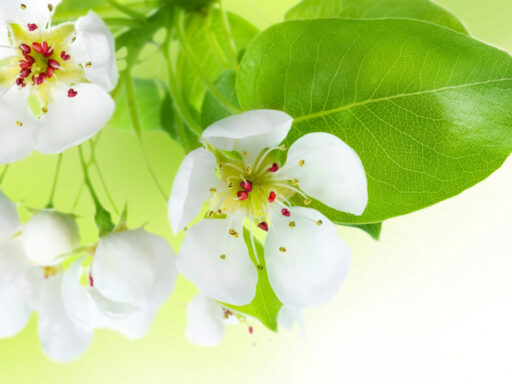 Spring Flowers Apple Tree 3866