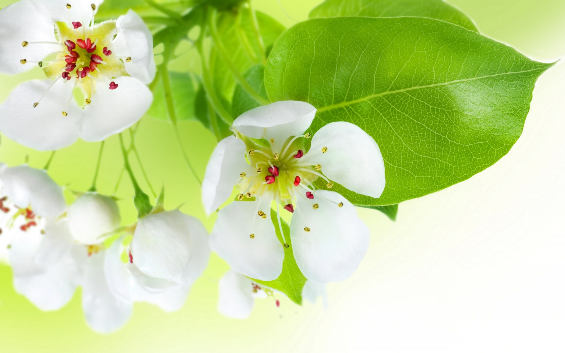 Spring Flowers Apple Tree 3866