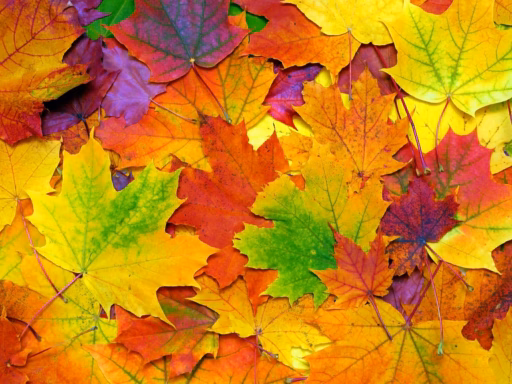 Osen Listia Fon Colorful Klen Background Autumn Leaves Ose 8