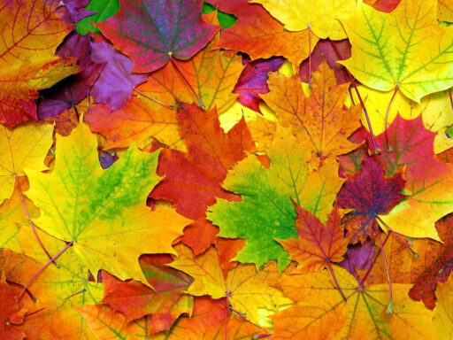 Osen Listia Fon Colorful Klen Background Autumn Leaves Ose 8
